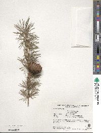 Larix decidua image