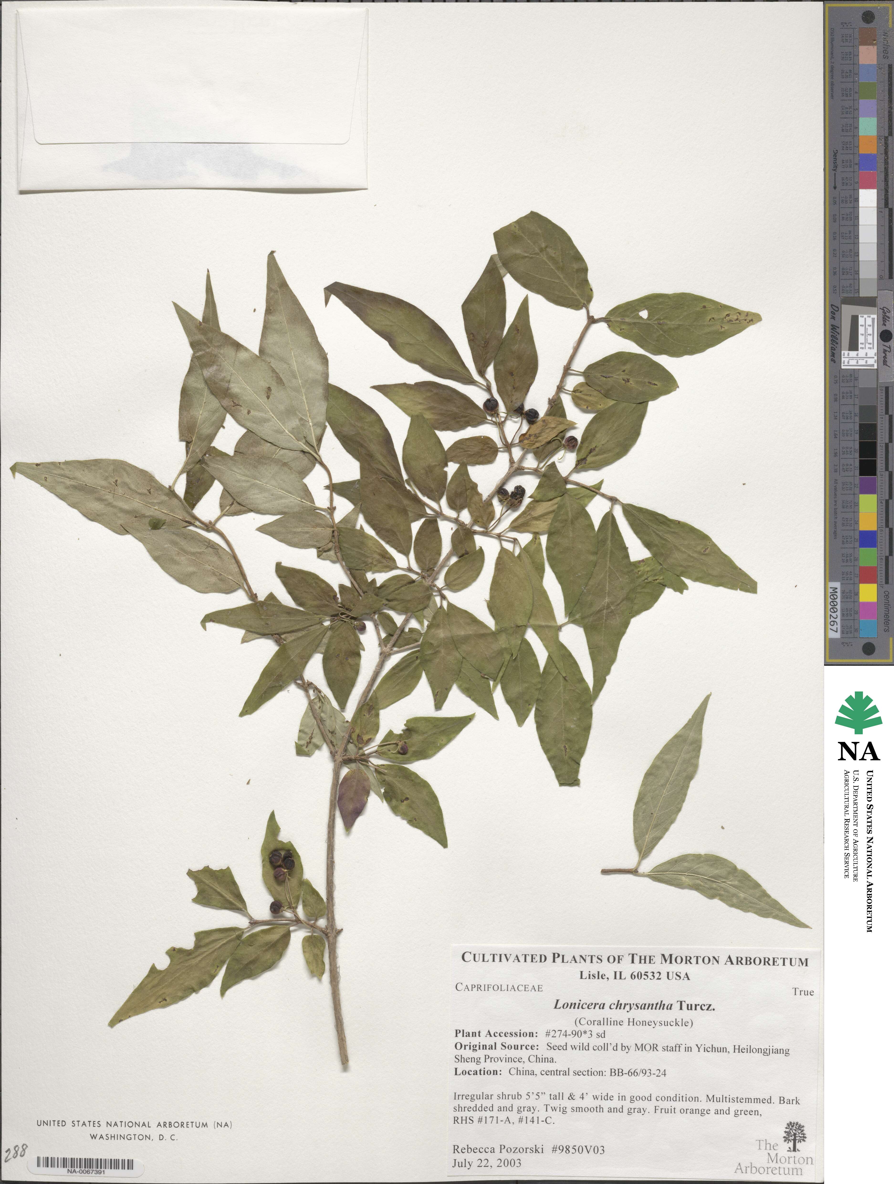 Lonicera chrysantha image