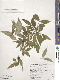 Lonicera chrysantha image