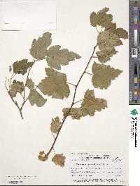 Image of Physocarpus capitatus