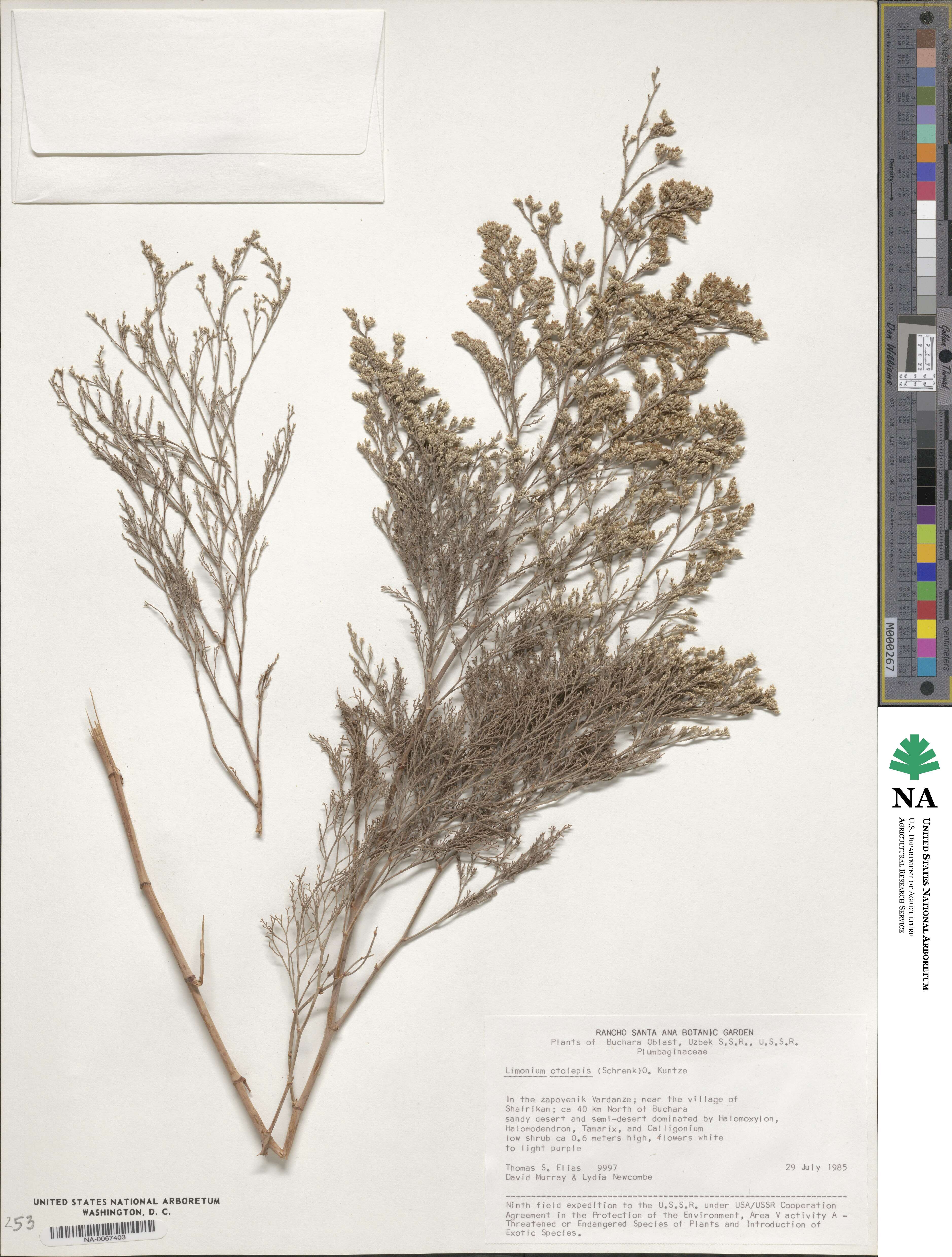 Limonium otolepis image