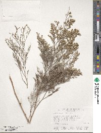 Image of Limonium otolepis