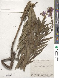 Epilobium angustifolium image