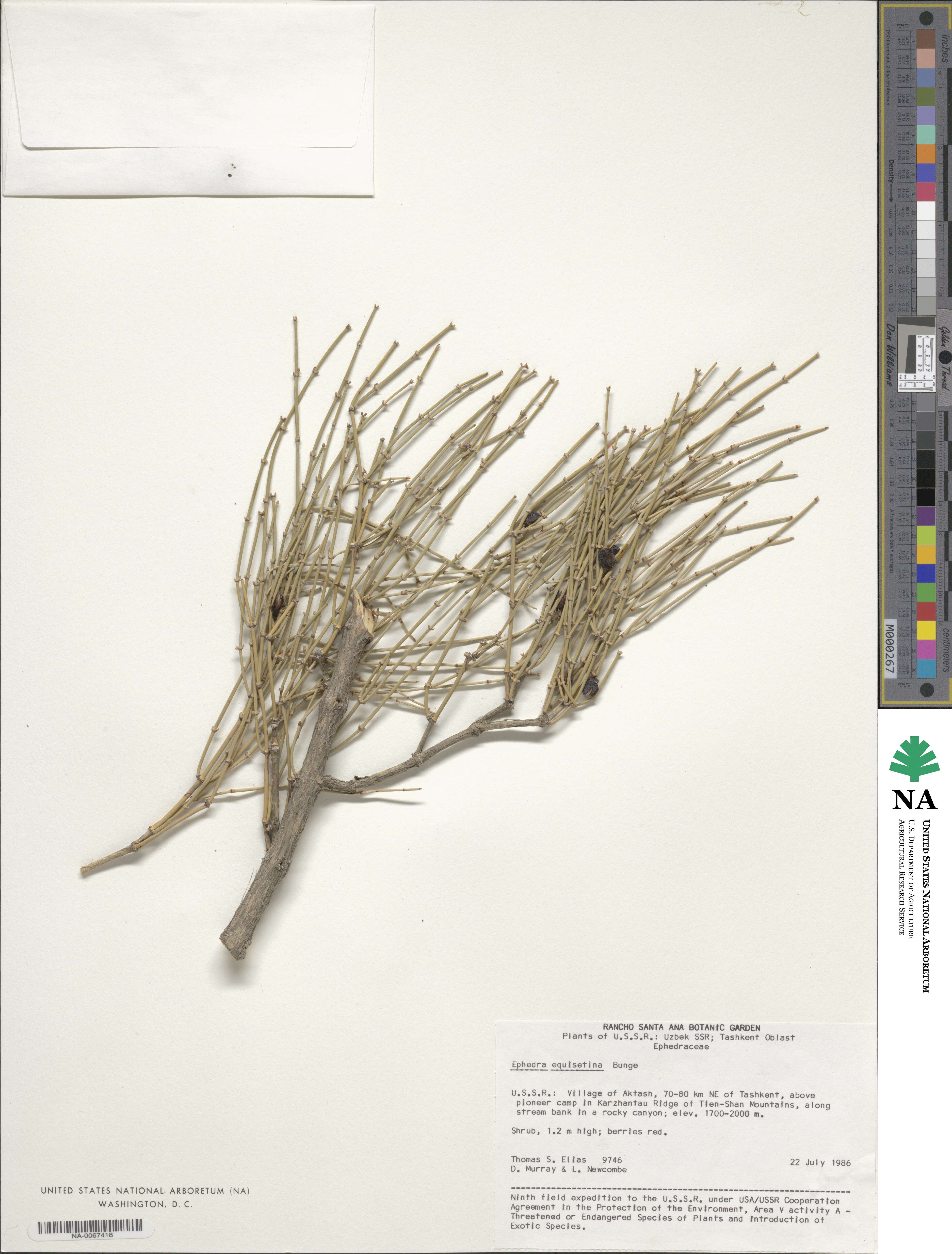 Ephedra equisetina image