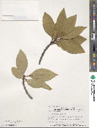 Chionanthus virginicus image