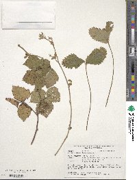 Rubus caesius image