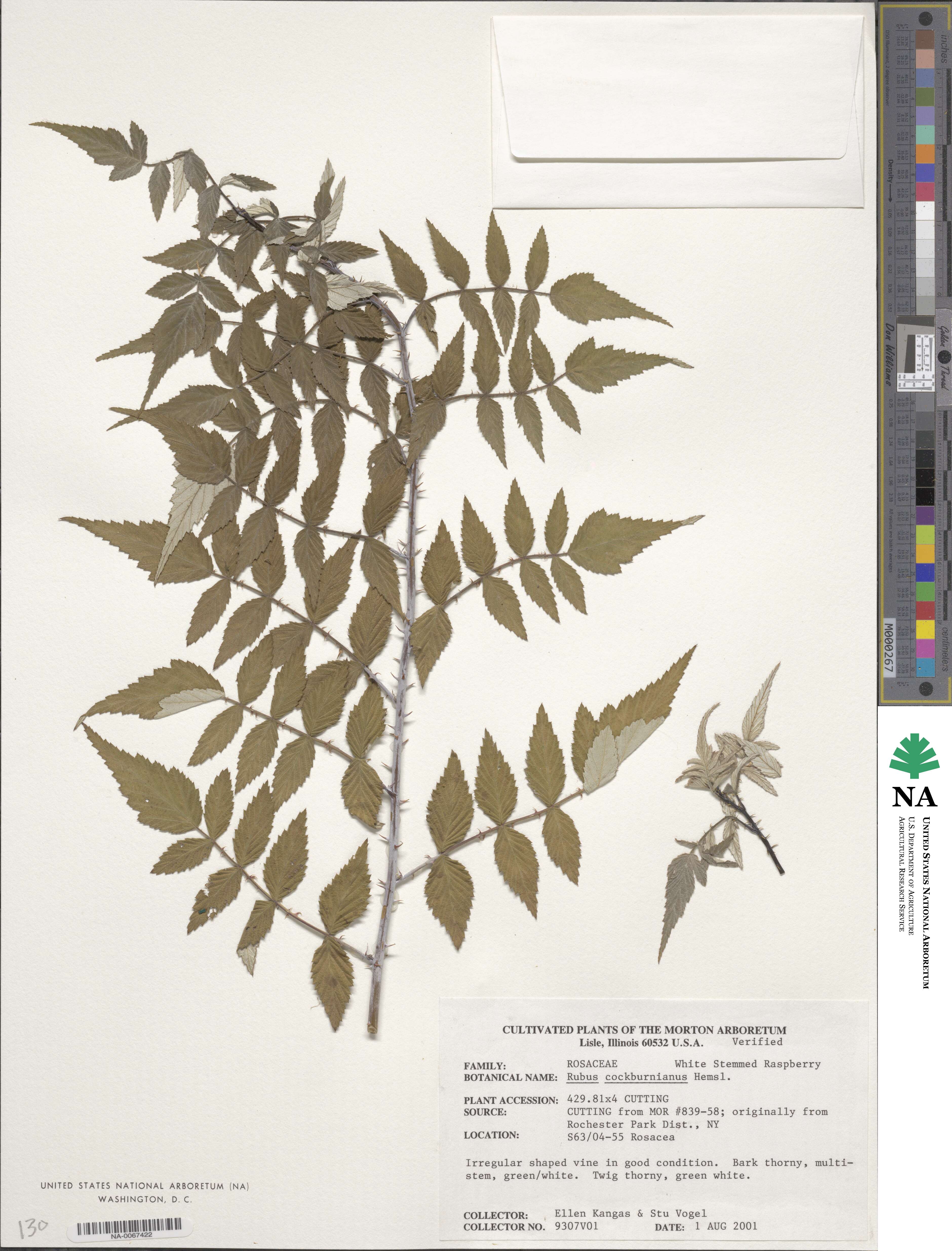 Rubus cockburnianus image