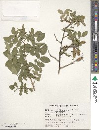 Rosa acicularis image