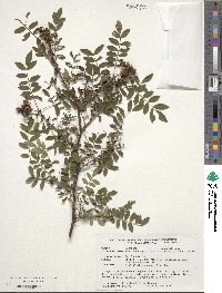 Rosa roxburghii image