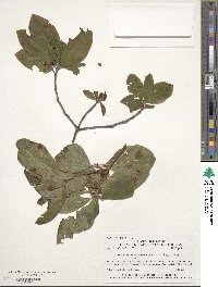 Rhododendron occidentale image