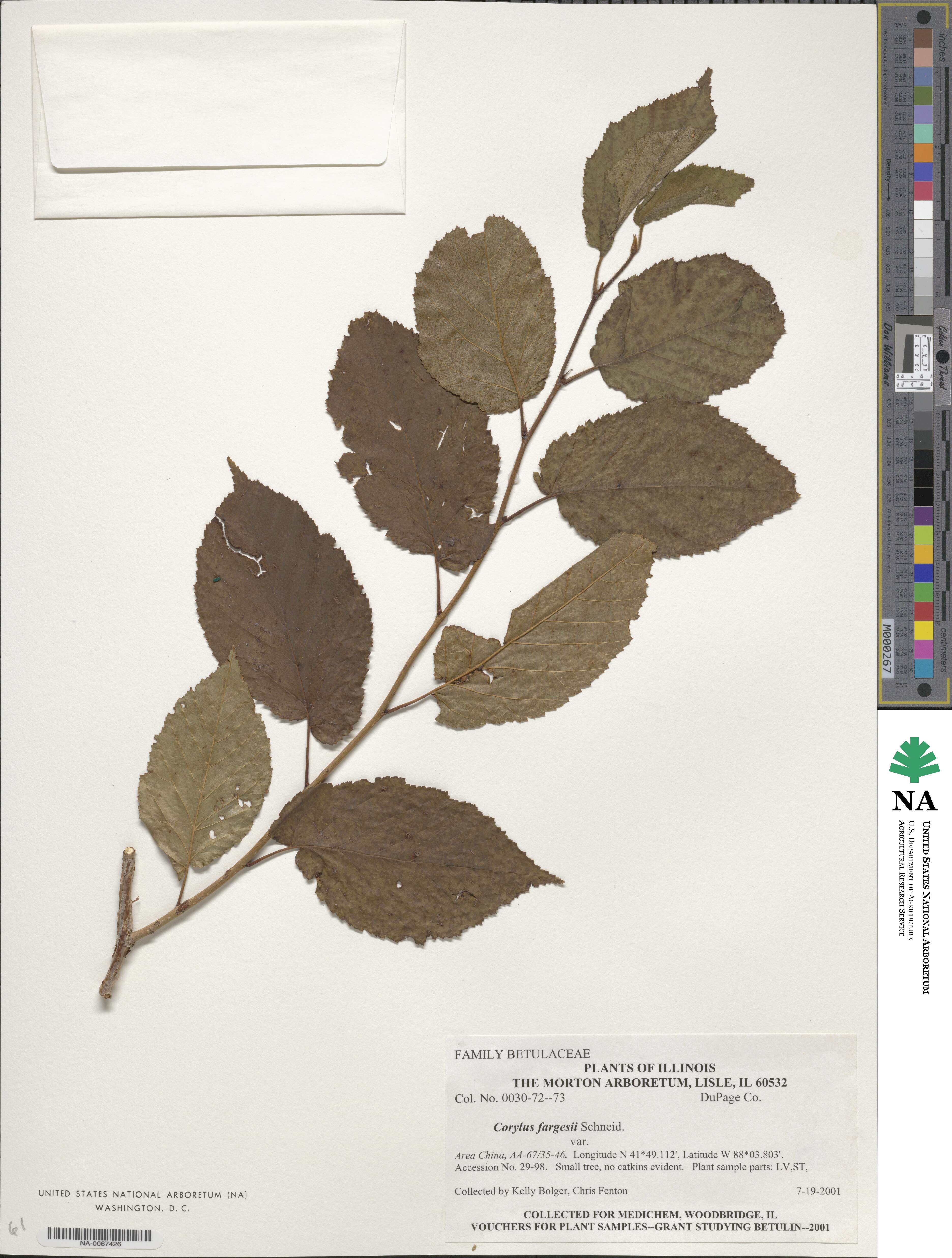 Corylus fargesii image