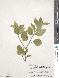 Helwingia japonica image