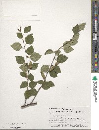 Betula pubescens image