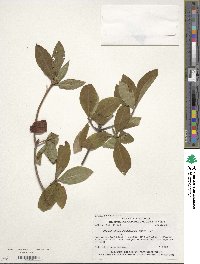 Rhododendron calendulaceum image