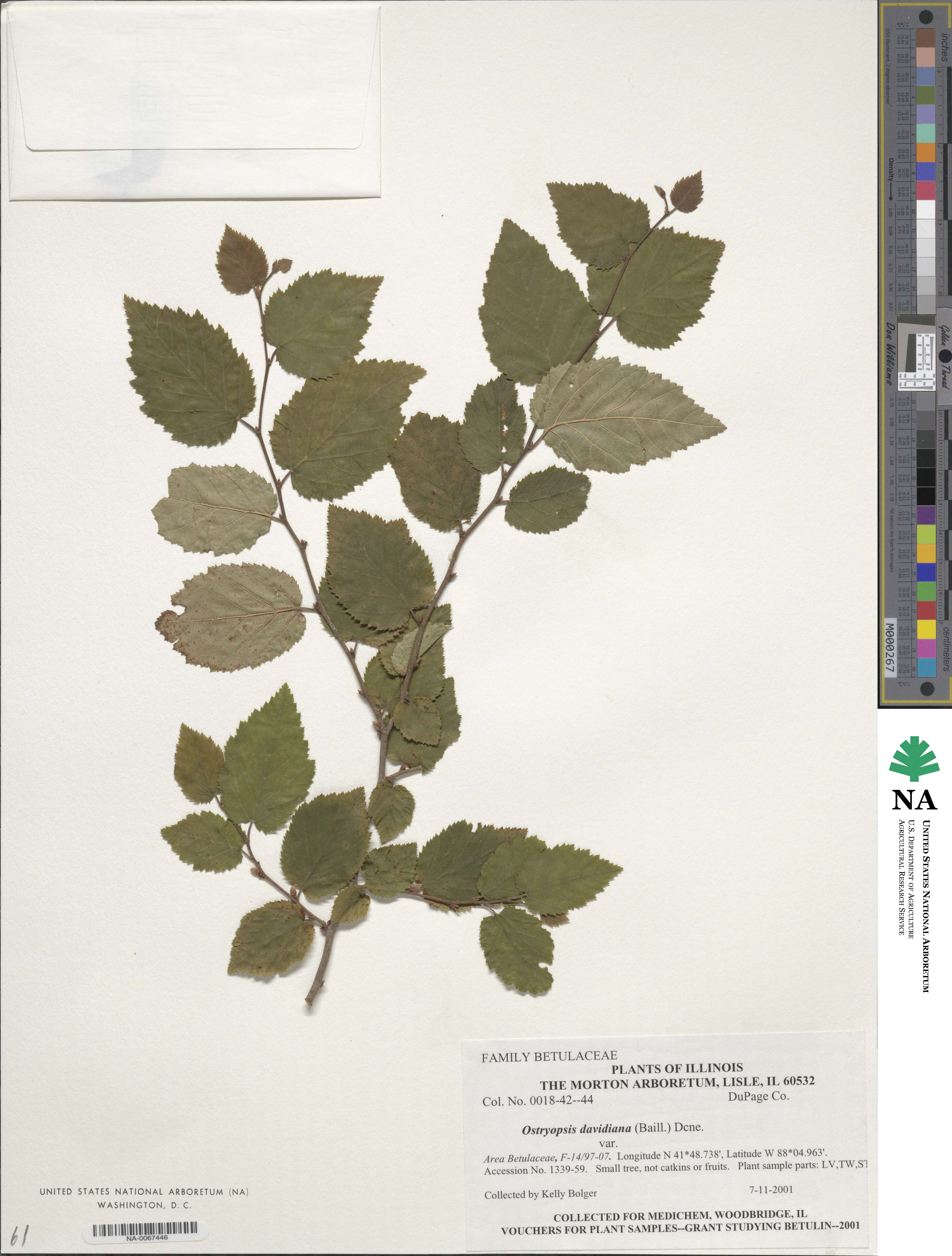 Ostryopsis davidiana image