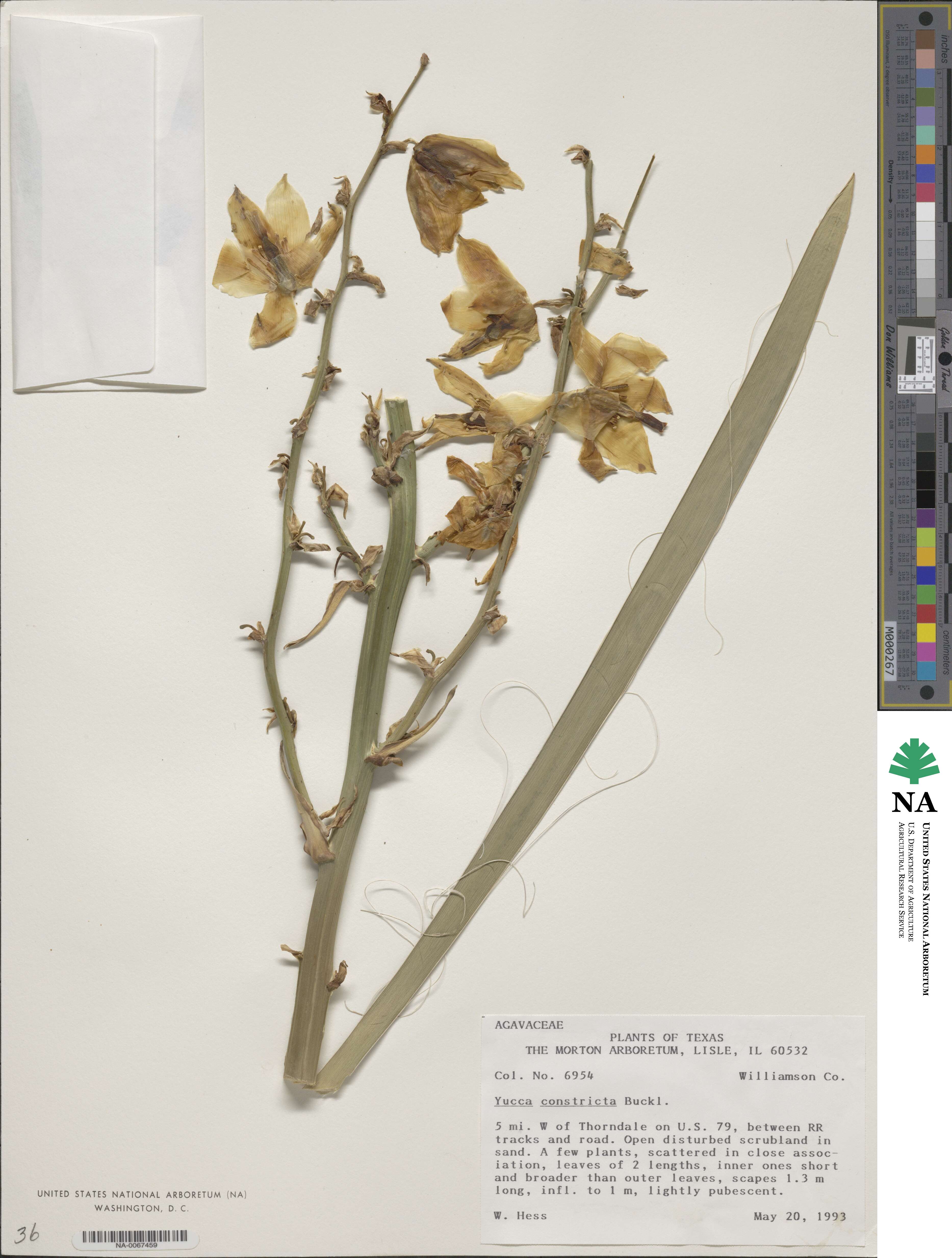 Yucca constricta image