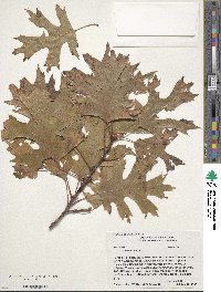 Quercus rubra image