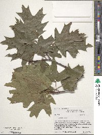 Quercus rubra image