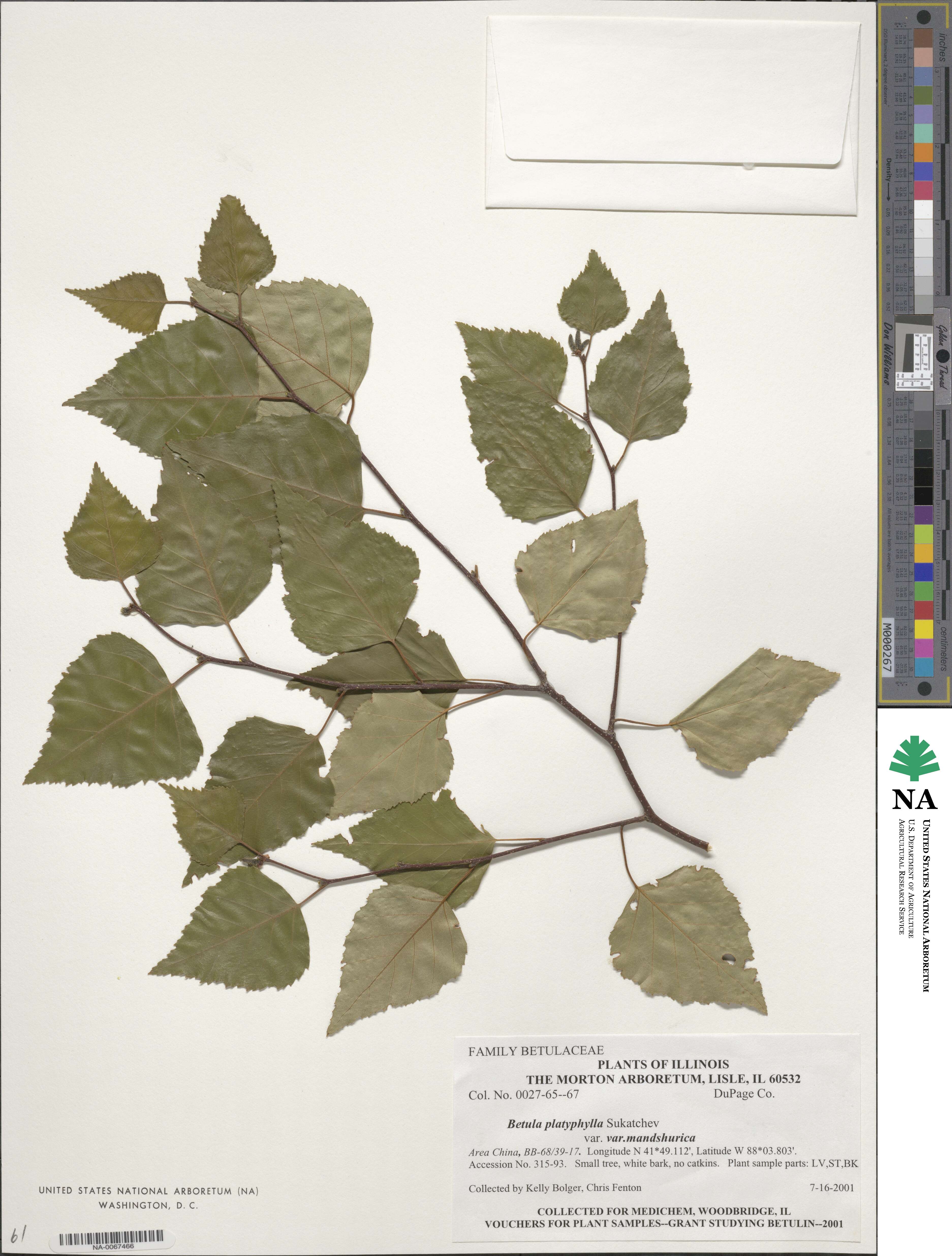 Betula pendula subsp. mandshurica image