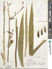 Image of Yucca pallida