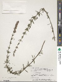 Image of Hyssopus officinalis