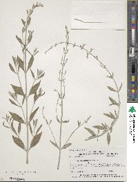 Salvia yangii image