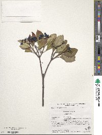 Viburnum nudum image