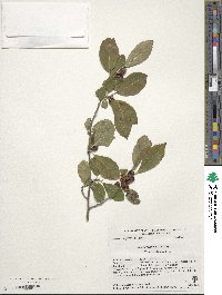 Ilex verticillata image