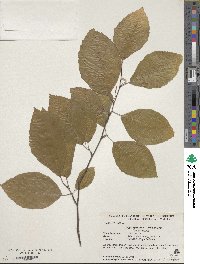 Fagus sylvatica image