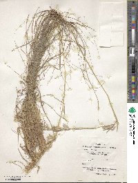 Cymbopogon schoenanthus image