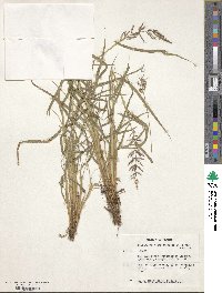 Image of Setaria sagittifolia