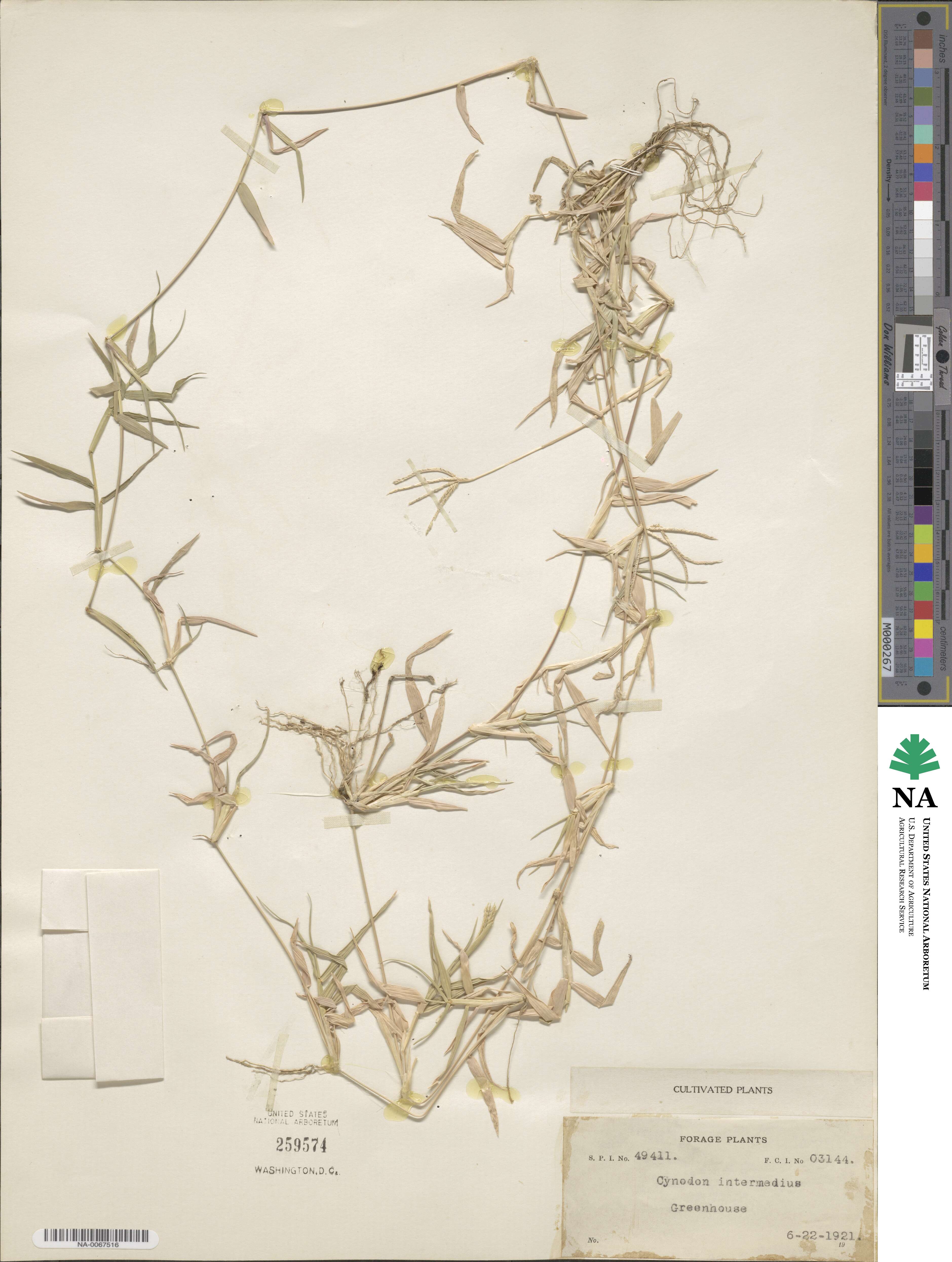 Cynodon radiatus image