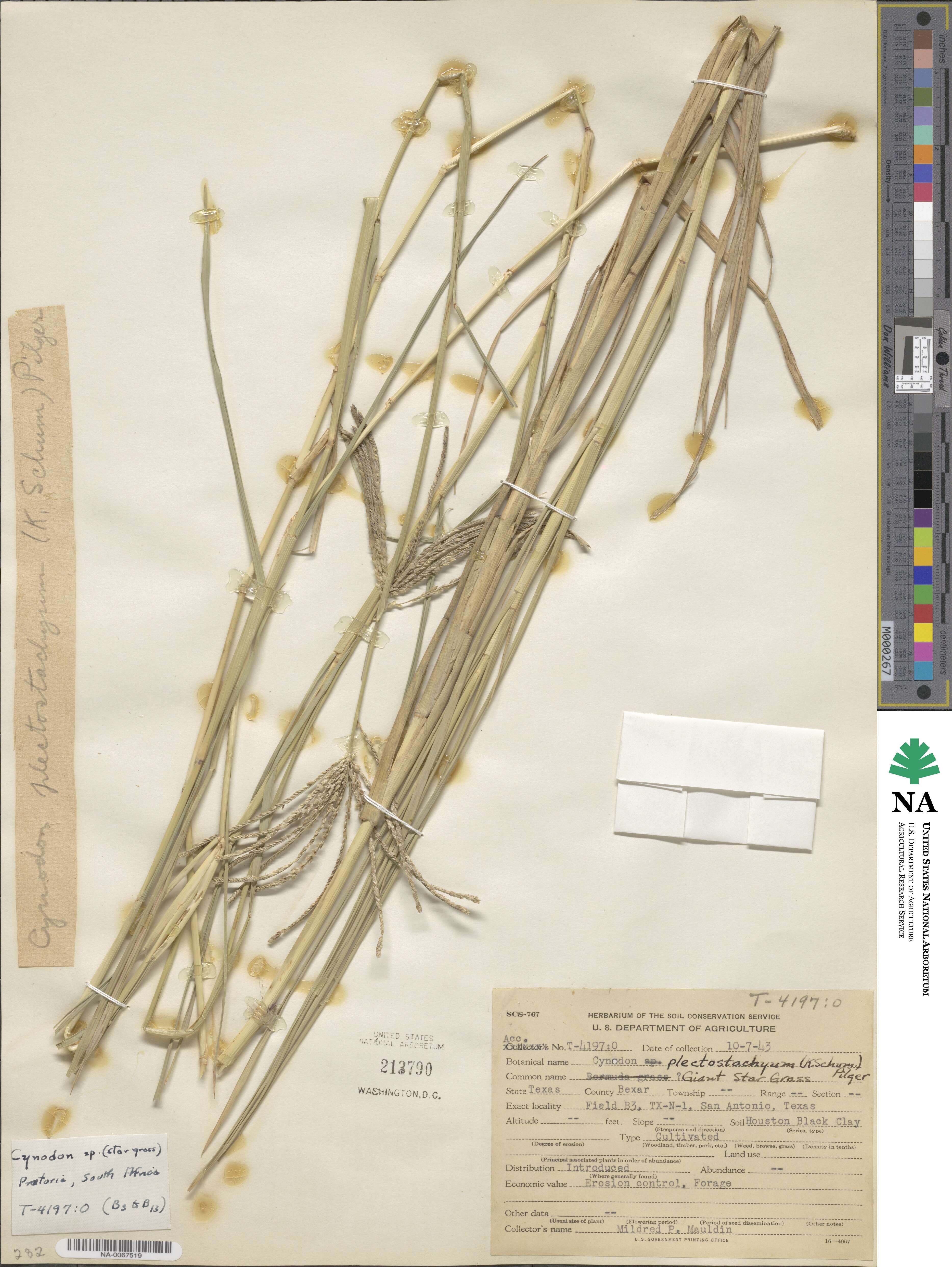 Cynodon plectostachyus image