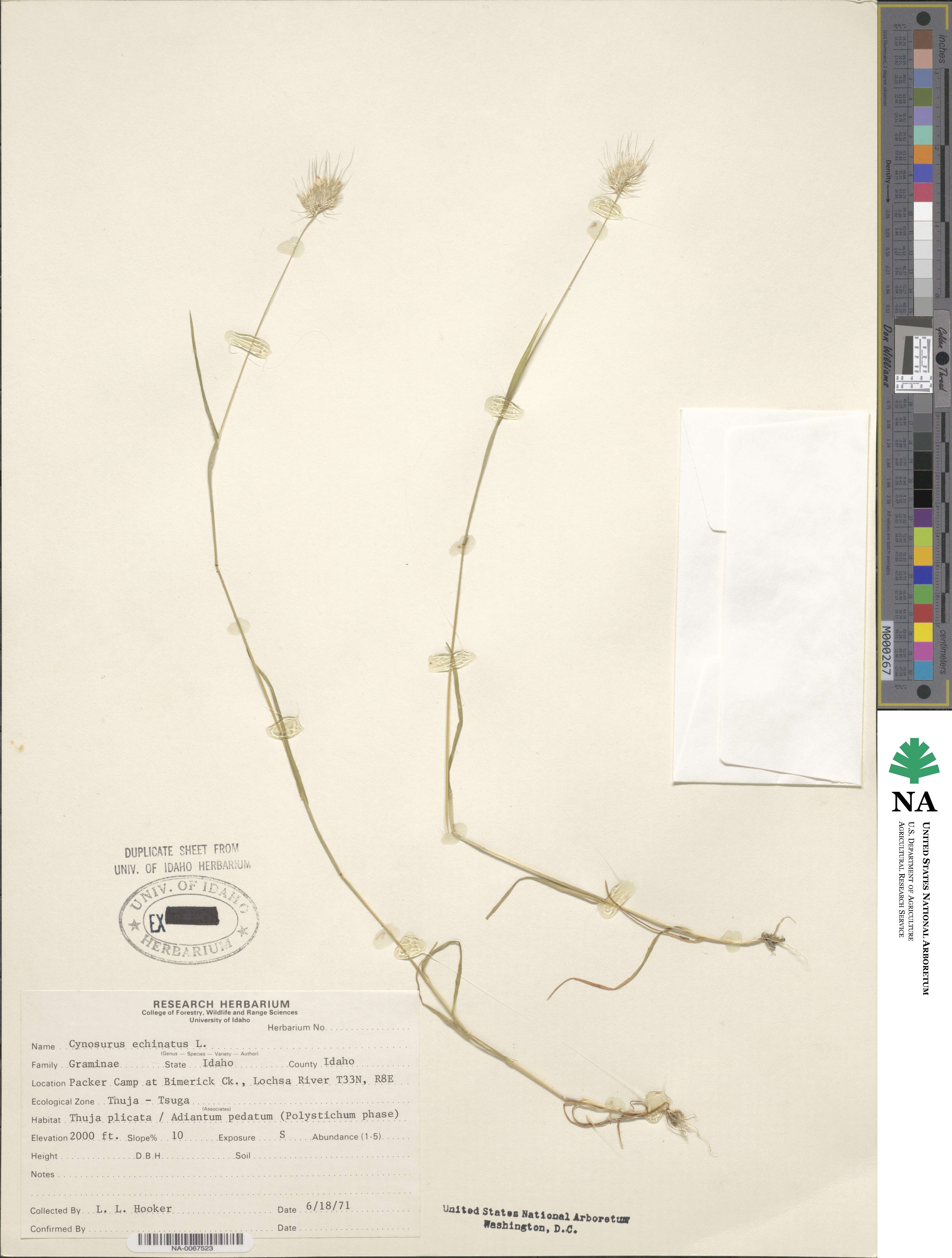 Cynosurus echinatus image