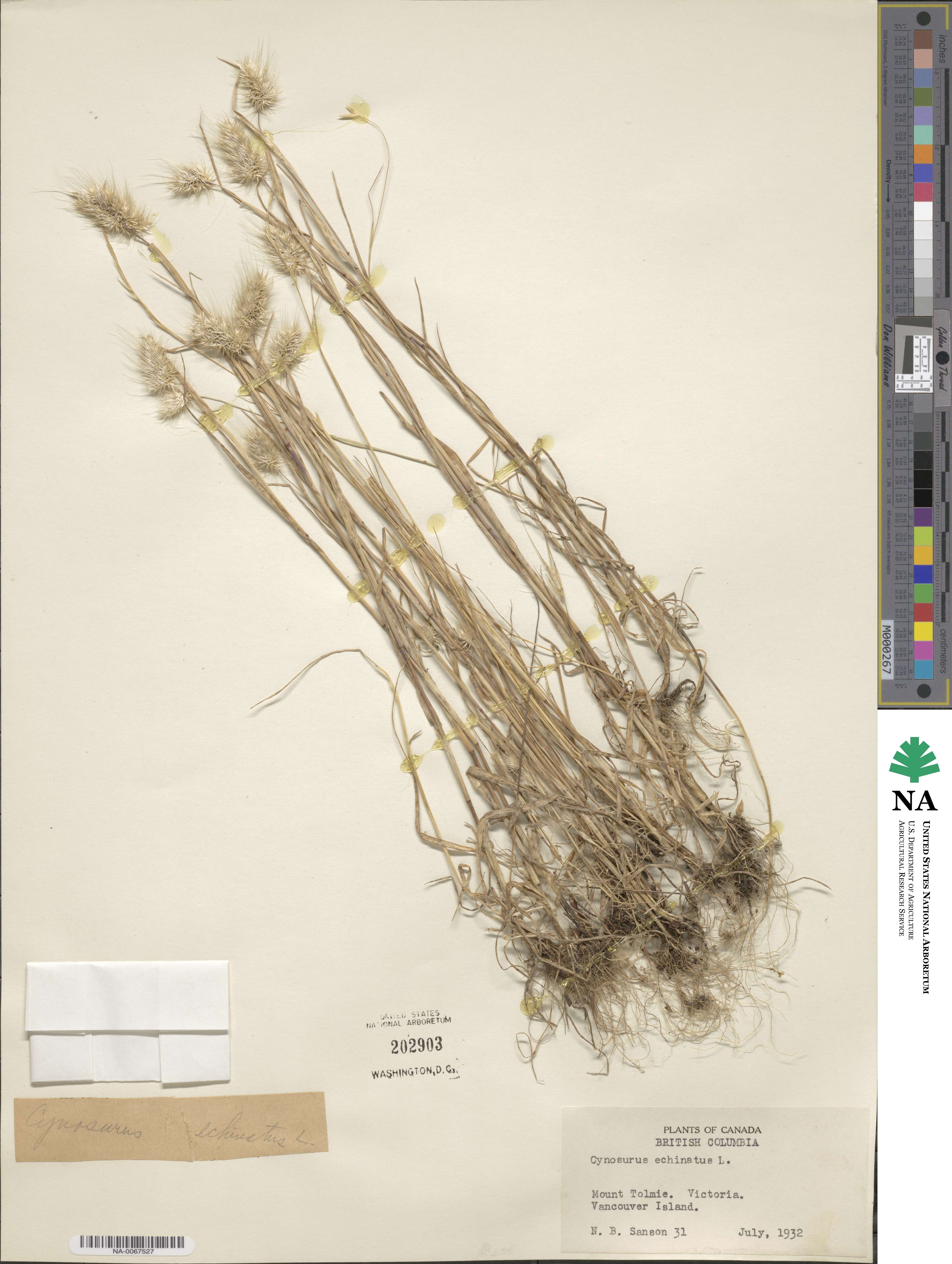 Cynosurus echinatus image