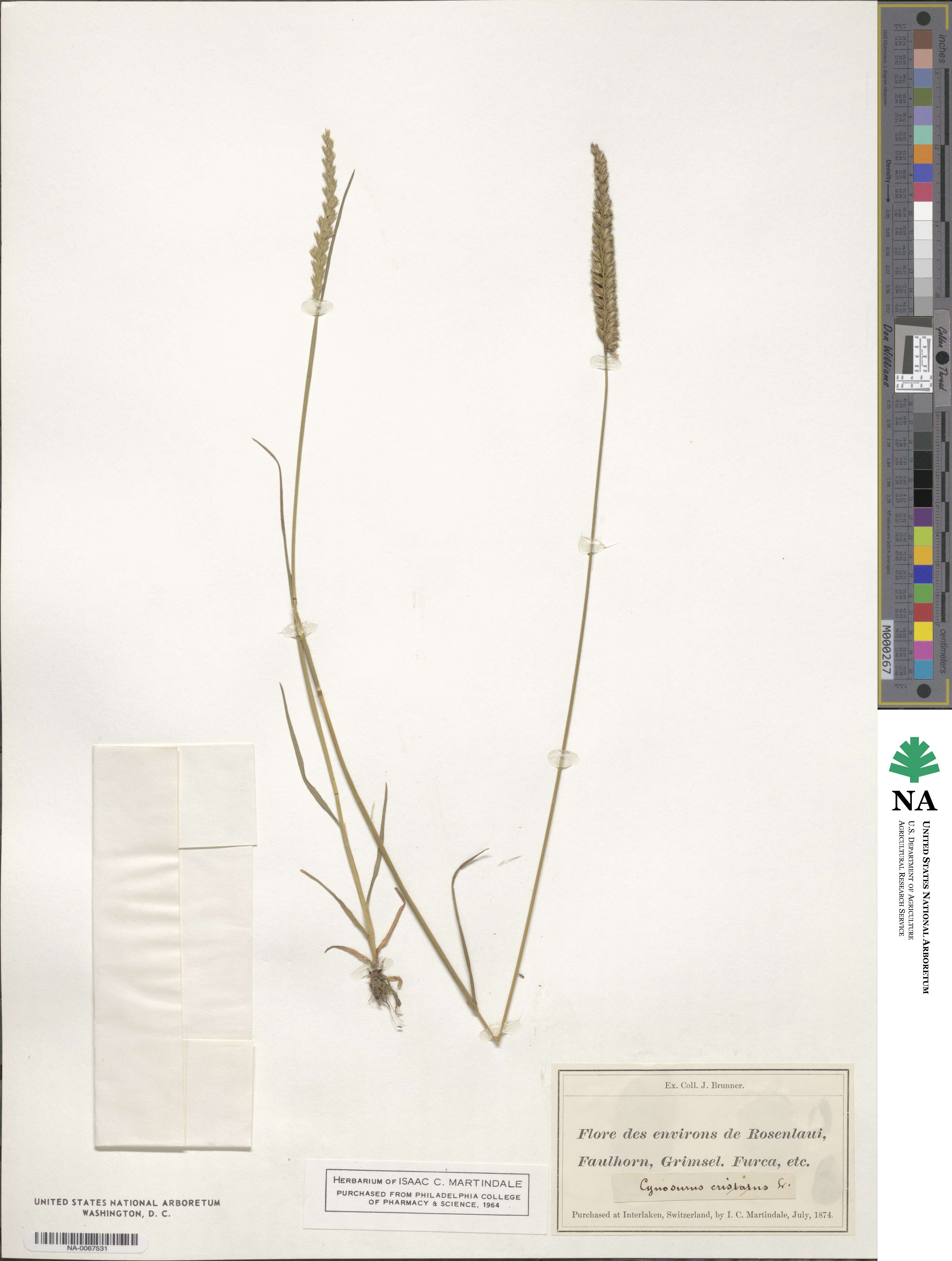 Cynosurus cristatus image