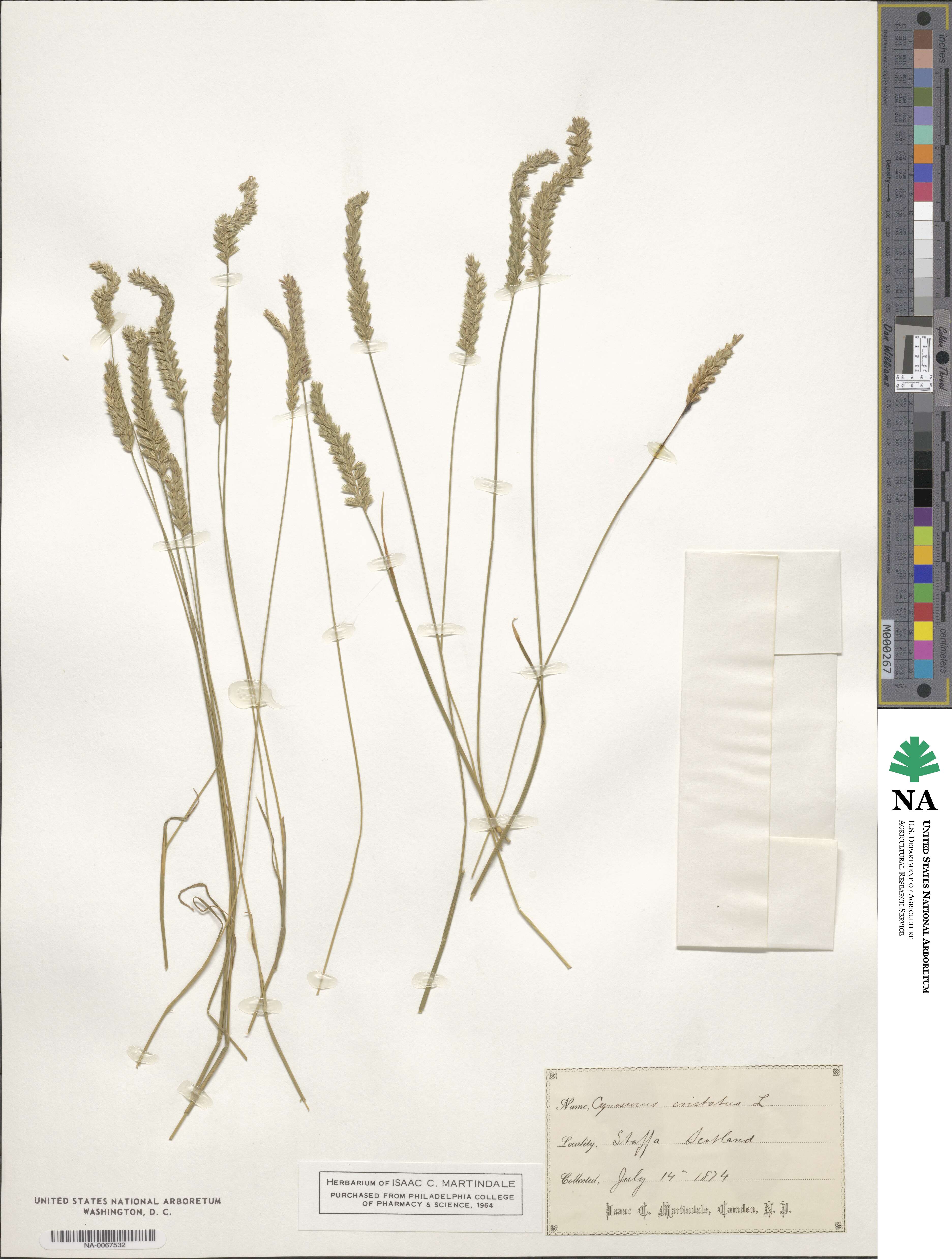 Cynosurus cristatus image