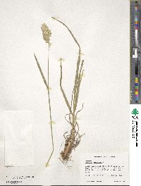 Dactylis glomerata image