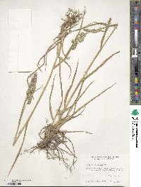 Dactylis glomerata image