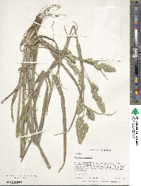 Dactylis glomerata image