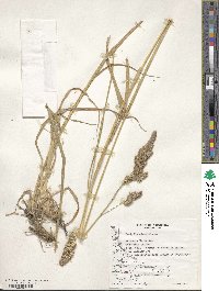 Dactylis glomerata image