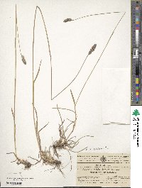 Dactylis glomerata image