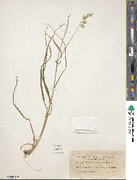 Dactylis glomerata image