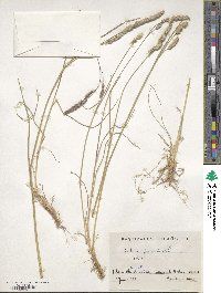 Dactylis glomerata image