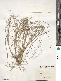 Dactylis glomerata image