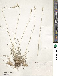 Dactylis glomerata image