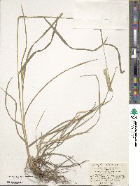 Dactylis glomerata image