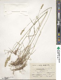 Dactylis glomerata image