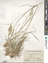 Dactylis glomerata image