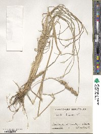 Dactylis glomerata image